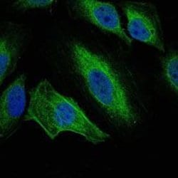 Invitrogen Aurora A Monoclonal Antibody (1F8) 100 &mu;L; Unconjugated:Antibodies,