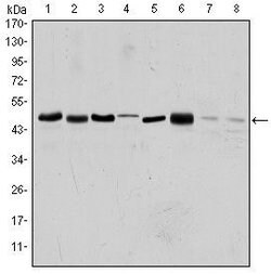Invitrogen Aurora A Monoclonal Antibody (1F8) 100 &mu;L; Unconjugated:Antibodies,