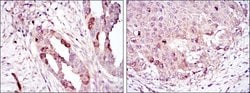 Invitrogen Aurora A Monoclonal Antibody (4G10) 100 &mu;L; Unconjugated:Antibodies,