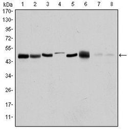 Invitrogen Aurora A Monoclonal Antibody (4G10) 100 &mu;L; Unconjugated:Antibodies,