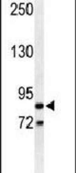AVIL Rabbit anti-Human, Polyclonal, Invitrogen 400 &mu;L; Unconjugated:Antibodies,
