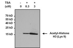 Invitrogen H3K9ac Monoclonal Antibody (J.924.2) 100 &mu;L; Unconjugated:Antibodies,