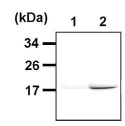 Invitrogen H3K9ac Monoclonal Antibody (J.924.2) 100 &mu;L; Unconjugated:Antibodies,