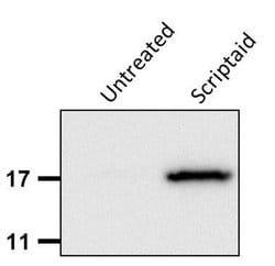 Invitrogen H3K9ac Monoclonal Antibody (J.924.2) 100 &mu;L; Unconjugated:Antibodies,