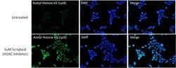 Invitrogen H3K9ac Monoclonal Antibody (J.924.2) 100 &mu;L; Unconjugated:Antibodies,