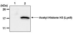 Invitrogen H3K9ac Monoclonal Antibody (J.924.2) 100 &mu;L; Unconjugated:Antibodies,