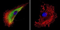 Invitrogen Actin Monoclonal Antibody (mAbGEa) 100 &mu;L; Unconjugated:Antibodies,