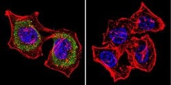 Invitrogen Actin Monoclonal Antibody (mAbGEa) 100 &mu;L; Unconjugated:Antibodies,