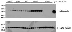 Invitrogen Adiponectin Monoclonal Antibody (19F1) 100 &mu;g; Unconjugated:Antibodies,