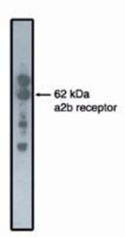 Invitrogen alpha-2b Adrenergic Receptor Monoclonal Antibody (5G10) 100