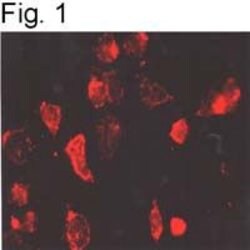 Invitrogen beta-1 Adrenergic Receptor Polyclonal Antibody 100 &mu;L; Unconjugated:Antibodies,