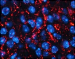 AgRP Polyclonal Antibody, Invitrogen 50 &mu;L; Unconjugated:Antibodies,