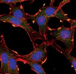 Invitrogen AKT Pan Monoclonal Antibody (E.32.10) 100 &mu;L; Unconjugated:Antibodies,