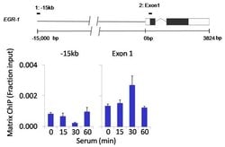 Invitrogen AKT1 Monoclonal Antibody (G.145.7) 100 &mu;L; Unconjugated:Antibodies,