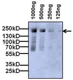 Invitrogen™ A2M Monoclonal Antibody (F1-P1C11 #3)