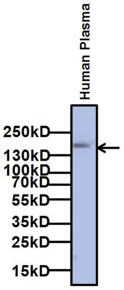 Invitrogen A2M Monoclonal Antibody (F1-P1C11 #3) 1 mg; Unconjugated:Antibodies,