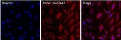 Invitrogen alpha Tubulin Monoclonal Antibody (TU-01), Alexa Fluor 647 50