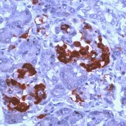 Invitrogen Amylin Polyclonal Antibody 1 mL; Unconjugated:Antibodies, Polyclonal