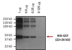 BID Monoclonal Antibody (23F7):Antibodies, Monoclonal