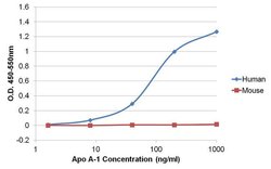 Invitrogen ApoA1 Recombinant Rabbit Monoclonal Antibody (19H20L19) 100