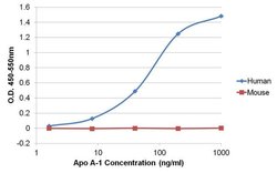 Invitrogen ApoA1 Recombinant Rabbit Monoclonal Antibody (19H20L19) 100