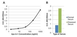 Invitrogen ApoA1 Recombinant Rabbit Monoclonal Antibody (19H20L19) 100