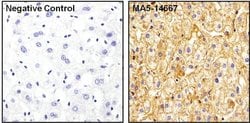 Invitrogen™ ApoA1 Monoclonal Antibody (6001)