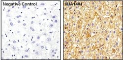 Invitrogen ApoA1 Monoclonal Antibody (6001) 1 mg; Unconjugated:Antibodies,