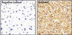 Invitrogen ApoA1 Monoclonal Antibody (513) 1 mg; Unconjugated:Antibodies,