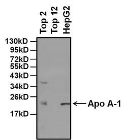 Invitrogen ApoA1 Monoclonal Antibody (513) 1 mg; Unconjugated:Antibodies,