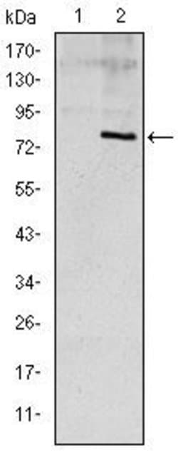 Invitrogen APOE Monoclonal Antibody (1H4) 100 &mu;L; Unconjugated:Antibodies,