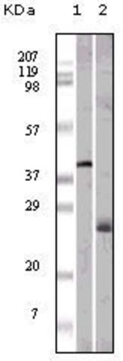 Invitrogen Apolipoprotein M Monoclonal Antibody (10C3G5) 100 &mu;g; Unconjugated:Antibodies,