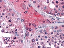 Invitrogen Apolipoprotein O Monoclonal Antibody (2F1) 100 &mu;L; Unconjugated:Antibodies,