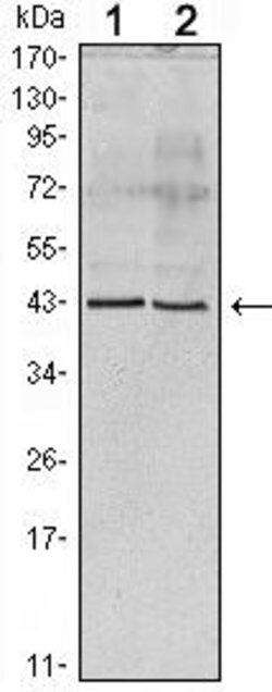 Invitrogen Apolipoprotein A5 Monoclonal Antibody (1G5G9 (c),2G1H11G9B3)