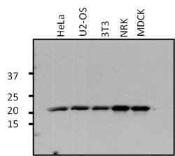 Invitrogen ARF1 Polyclonal Antibody 100 &mu;g; Unconjugated:Antibodies,