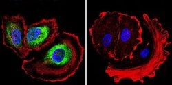 Invitrogen ARF6 Polyclonal Antibody:Antibodies:Primary Antibodies