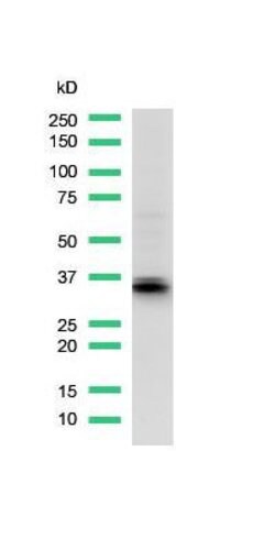 Invitrogen Arginase 1 Polyclonal Antibody 500 μL; Unconjugated:Antibodies,