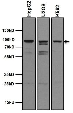 Invitrogen AHR Monoclonal Antibody (RPT1) 100 &mu;L | Buy Online | Invitrogen&trade; | Fisher Scientific