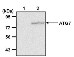 Invitrogen ATG7 Polyclonal Antibody 100 &mu;L; Unconjugated:Antibodies,