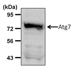 Invitrogen ATG7 Polyclonal Antibody 100 &mu;L; Unconjugated:Antibodies,