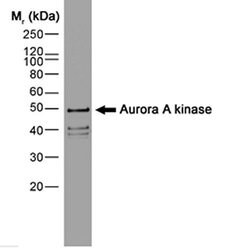 Aurora A Mouse anti-Human, Mouse, Clone: 35C1, Invitrogen 100 &mu;g; Unconjugated:Antibodies,
