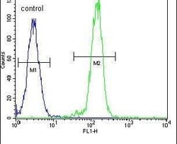 B-Raf Polyclonal Antibody, Invitrogen 400 &mu;L; Unconjugated:Antibodies,