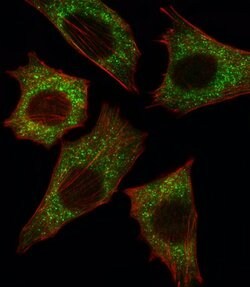 B-Raf Polyclonal Antibody, Invitrogen 400 &mu;L; Unconjugated:Antibodies,