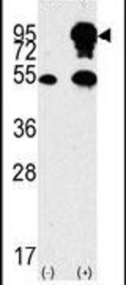 B-Raf Polyclonal Antibody, Invitrogen 400 &mu;L; Unconjugated:Antibodies,