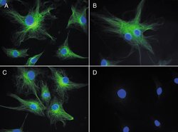Invitrogen Goat anti-Mouse IgG (H+L) Cross-Adsorbed Secondary Antibody,