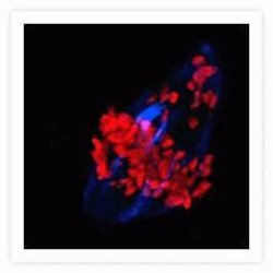 Invitrogen Goat anti-Mouse IgG (H+L) Cross-Adsorbed Secondary Antibody,