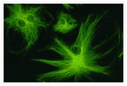 Invitrogen Goat anti-Mouse IgG (H+L) Cross-Adsorbed Secondary Antibody,