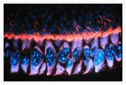 Invitrogen Goat anti-Mouse IgG (H+L) Cross-Adsorbed Secondary Antibody,