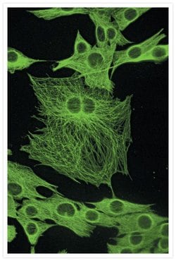 Invitrogen™ Goat anti-Mouse IgG (H+L) Cross-Adsorbed Secondary Antibody, Biotin-XX