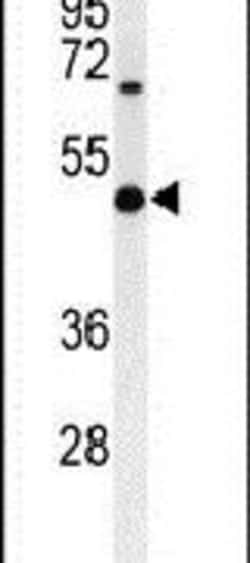 CD57 Rabbit anti-Human, Polyclonal, Invitrogen 400 &mu;L; Unconjugated:Antibodies,